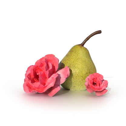 Sweet Rose